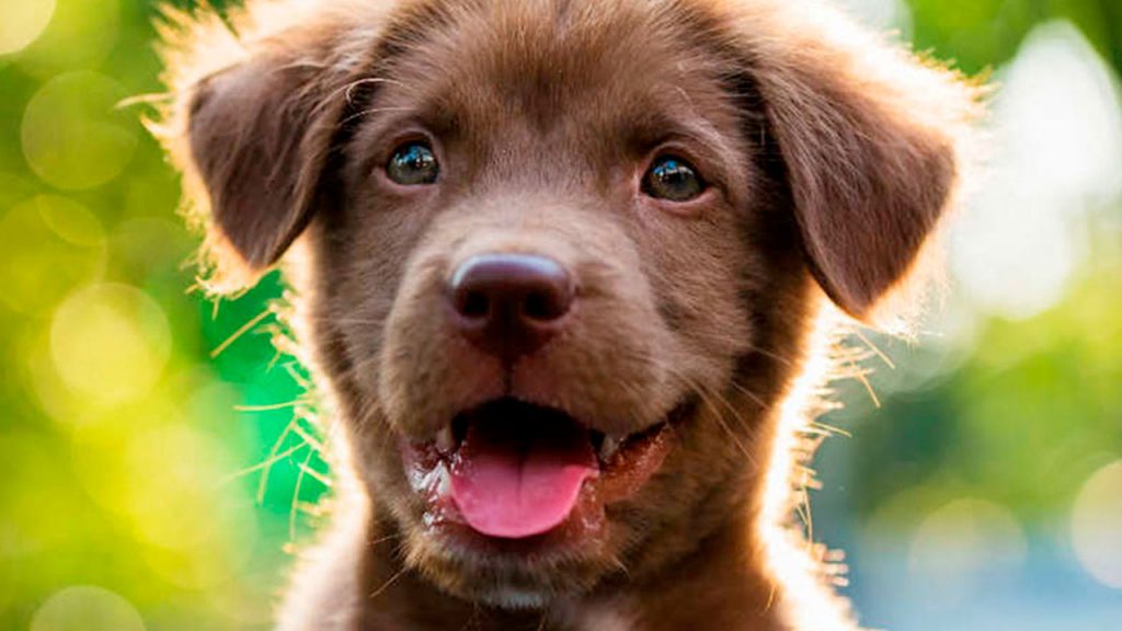 Los mejores Smart Feeder para mascotas