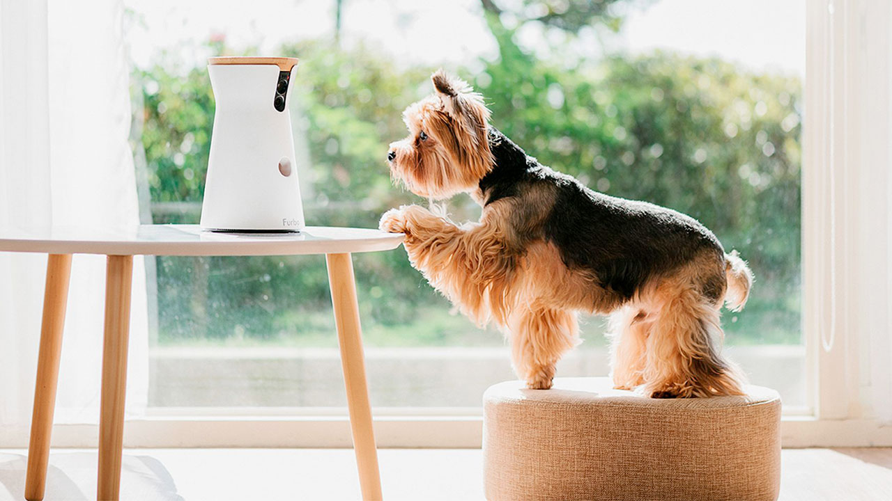 Smart Feeder para mascotas