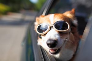 Kia Pets Accesorios