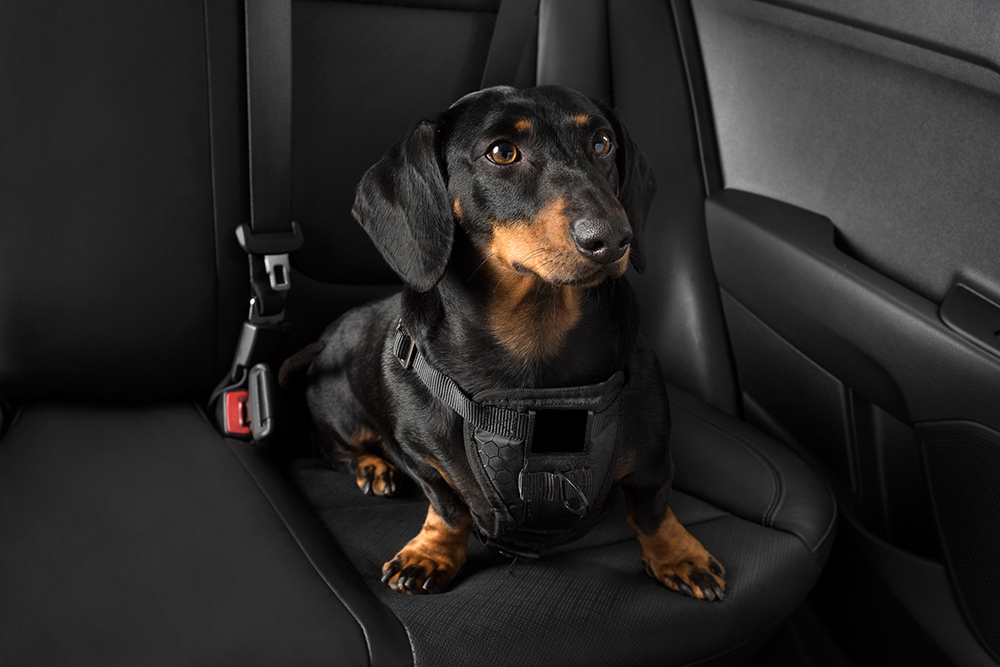 Kia Pets