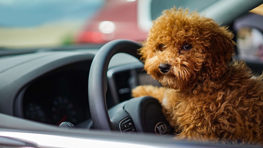 Kia Pets