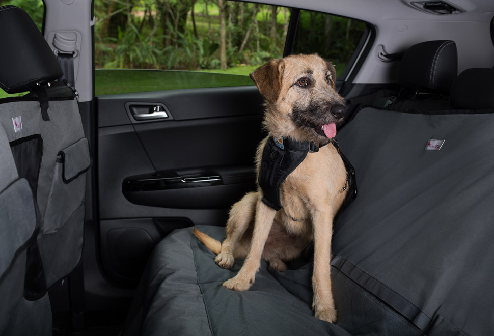 Kia Pet