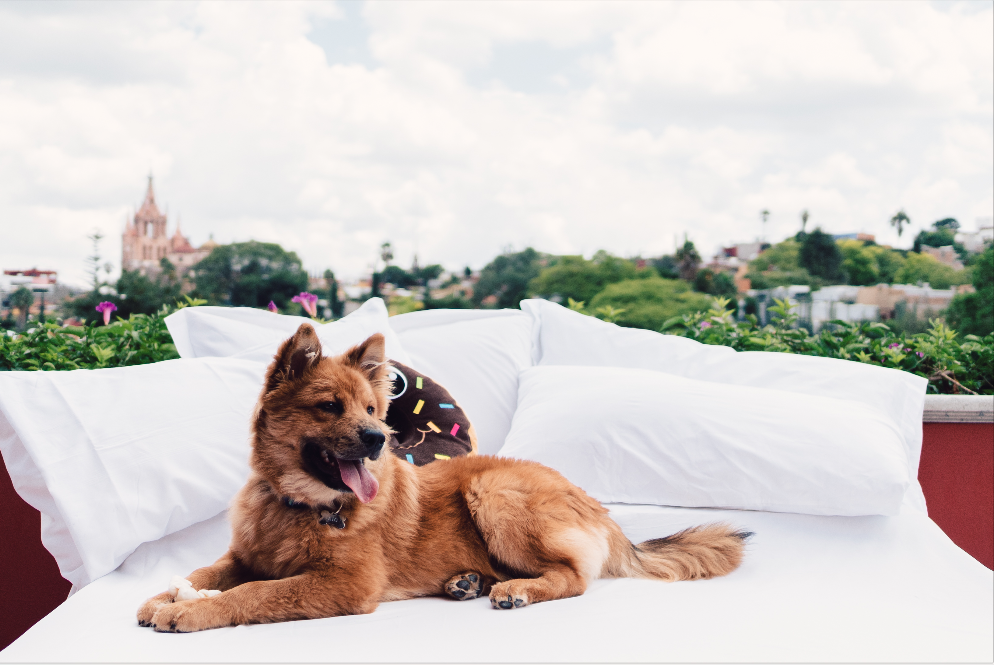 hoteles petfriendly