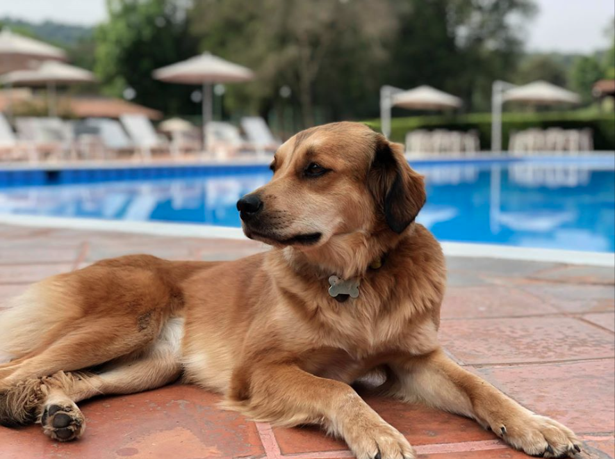 hoteles petfriendly
