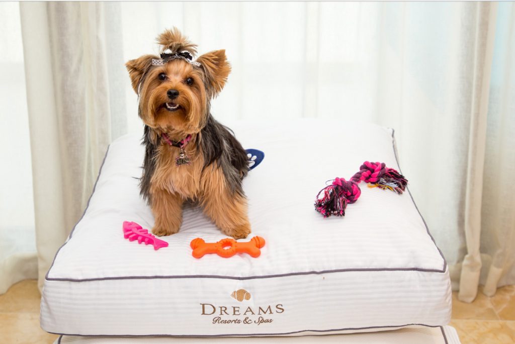 5 hoteles dogfriendly para viajar por México con tu mejor amigo