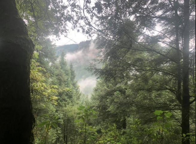 Áreas naturales en CDMX